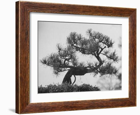 Japanese Pine Trees, Dwarfed and Shaped in Japanese Fashion, at Brooklyn Botanic Garden-Gordon Parks-Framed Photographic Print