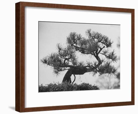 Japanese Pine Trees, Dwarfed and Shaped in Japanese Fashion, at Brooklyn Botanic Garden-Gordon Parks-Framed Photographic Print