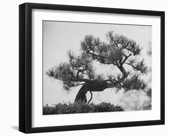 Japanese Pine Trees, Dwarfed and Shaped in Japanese Fashion, at Brooklyn Botanic Garden-Gordon Parks-Framed Photographic Print