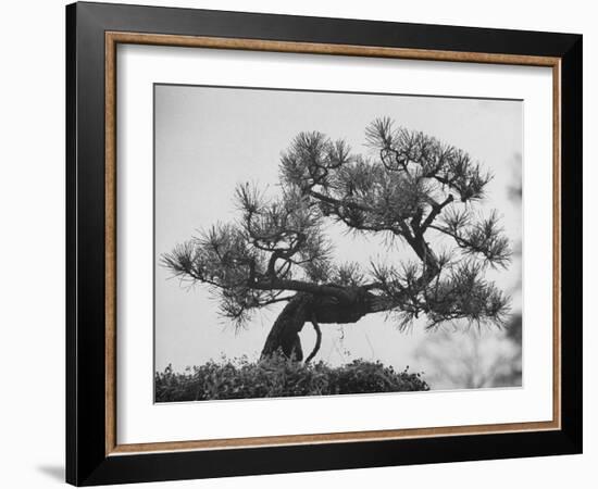 Japanese Pine Trees, Dwarfed and Shaped in Japanese Fashion, at Brooklyn Botanic Garden-Gordon Parks-Framed Photographic Print