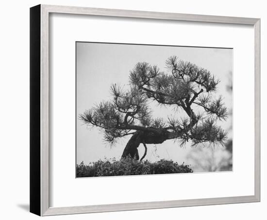 Japanese Pine Trees, Dwarfed and Shaped in Japanese Fashion, at Brooklyn Botanic Garden-Gordon Parks-Framed Photographic Print