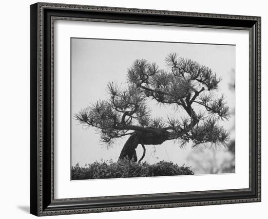 Japanese Pine Trees, Dwarfed and Shaped in Japanese Fashion, at Brooklyn Botanic Garden-Gordon Parks-Framed Photographic Print