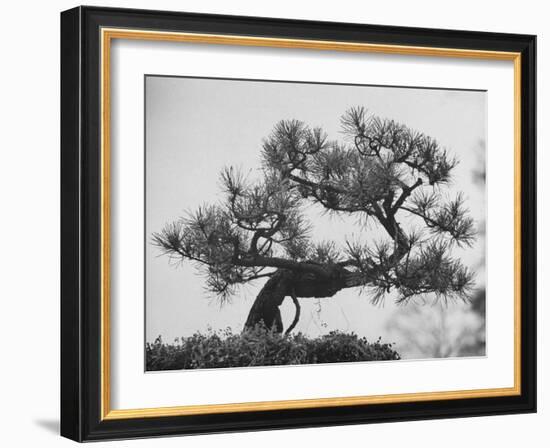 Japanese Pine Trees, Dwarfed and Shaped in Japanese Fashion, at Brooklyn Botanic Garden-Gordon Parks-Framed Photographic Print