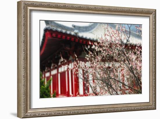 Japanese Plum Tree Blossom-George Oze-Framed Photographic Print