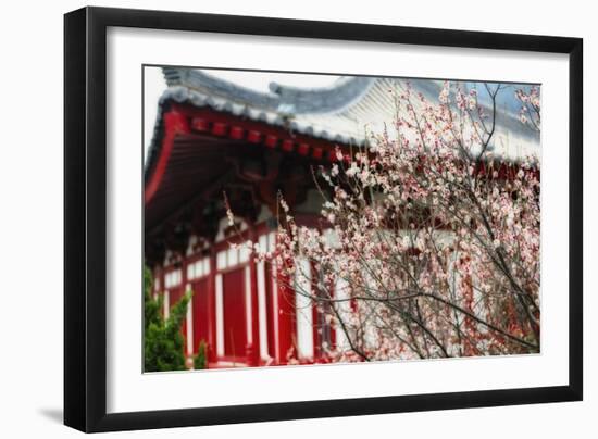 Japanese Plum Tree Blossom-George Oze-Framed Photographic Print