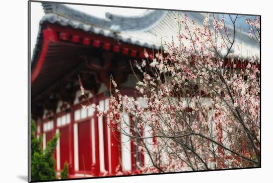 Japanese Plum Tree Blossom-George Oze-Mounted Photographic Print