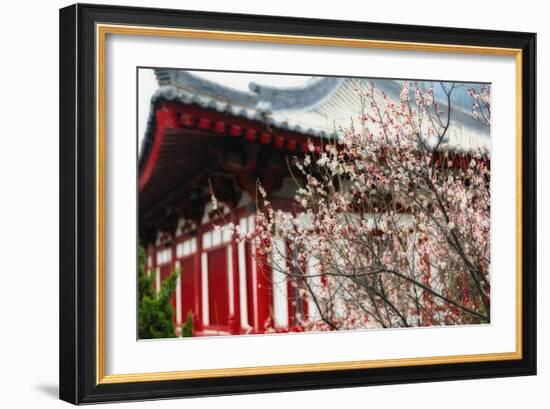 Japanese Plum Tree Blossom-George Oze-Framed Photographic Print