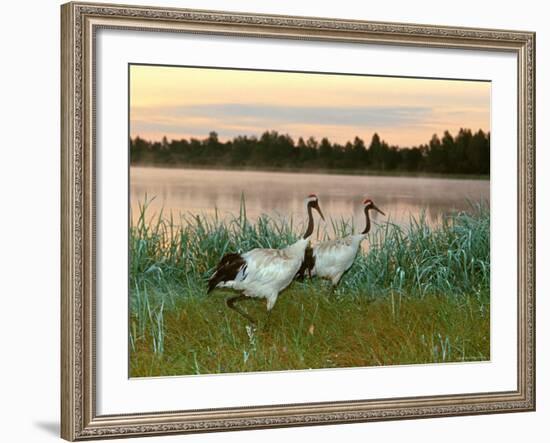 Japanese / Red-Crowned Crane Pair, Khingansky Zapovednik, Russia-Igor Shpilenok-Framed Photographic Print