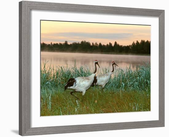 Japanese / Red-Crowned Crane Pair, Khingansky Zapovednik, Russia-Igor Shpilenok-Framed Photographic Print