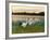 Japanese / Red-Crowned Crane Pair, Khingansky Zapovednik, Russia-Igor Shpilenok-Framed Photographic Print