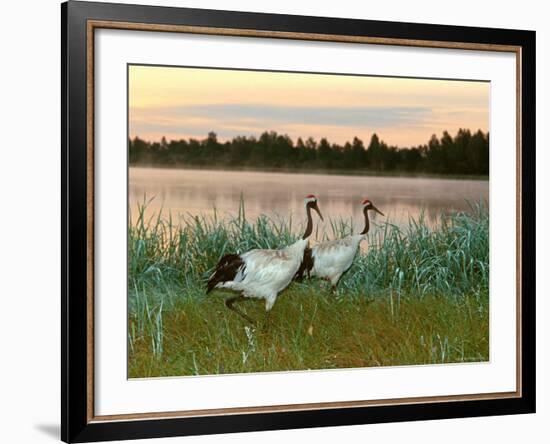 Japanese / Red-Crowned Crane Pair, Khingansky Zapovednik, Russia-Igor Shpilenok-Framed Photographic Print