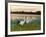 Japanese / Red-Crowned Crane Pair, Khingansky Zapovednik, Russia-Igor Shpilenok-Framed Photographic Print