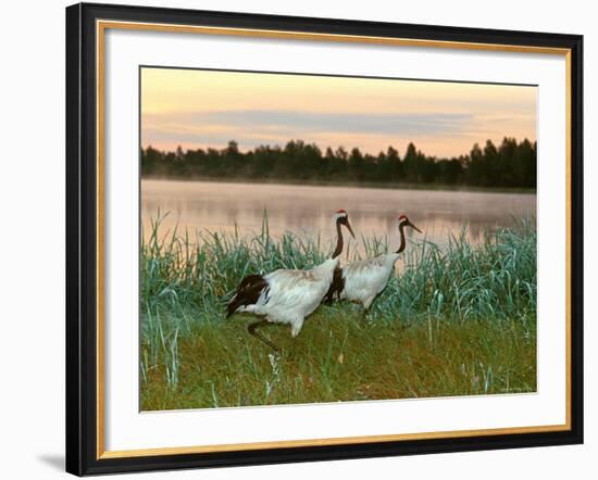 Japanese / Red-Crowned Crane Pair, Khingansky Zapovednik, Russia-Igor Shpilenok-Framed Photographic Print