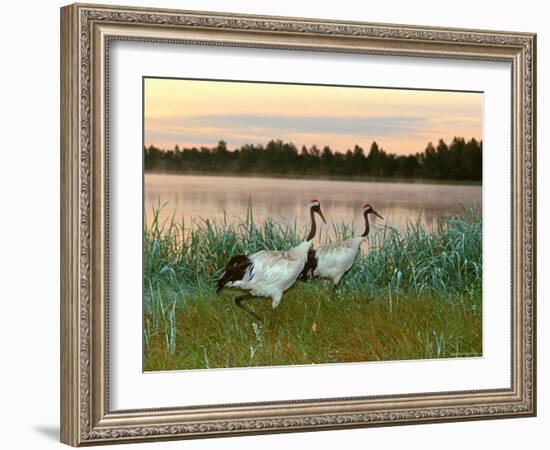 Japanese / Red-Crowned Crane Pair, Khingansky Zapovednik, Russia-Igor Shpilenok-Framed Photographic Print