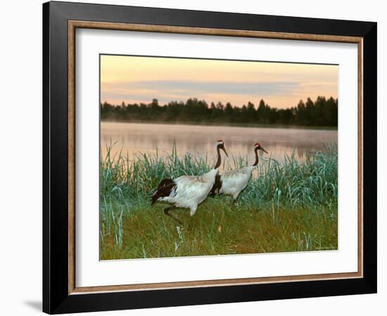 Japanese / Red-Crowned Crane Pair, Khingansky Zapovednik, Russia-Igor Shpilenok-Framed Photographic Print