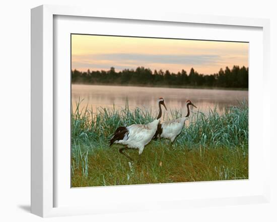 Japanese / Red-Crowned Crane Pair, Khingansky Zapovednik, Russia-Igor Shpilenok-Framed Photographic Print