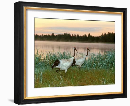 Japanese / Red-Crowned Crane Pair, Khingansky Zapovednik, Russia-Igor Shpilenok-Framed Photographic Print