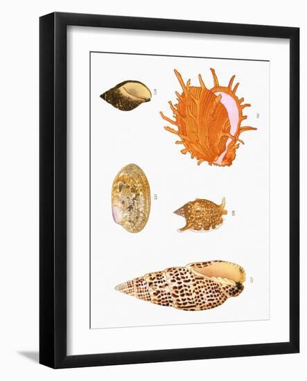 Japanese Shells-null-Framed Giclee Print