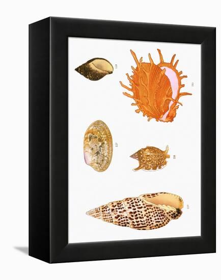 Japanese Shells-null-Framed Premier Image Canvas