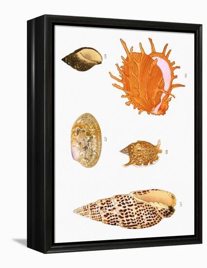 Japanese Shells-null-Framed Premier Image Canvas