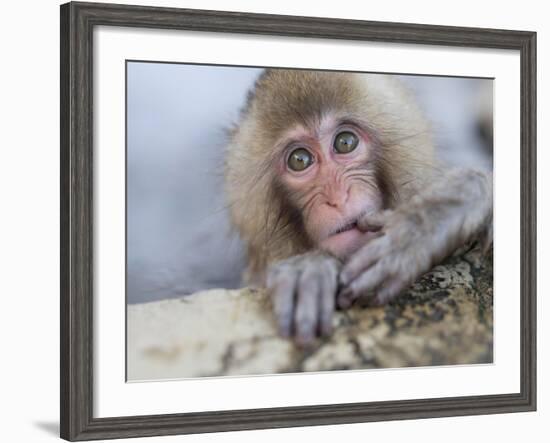 Japanese Snow Monkeys Bathing in Hot Spring Pools at Jigokudani Onsen, Nagano Prefecture, Japan-Chris Willson-Framed Photographic Print