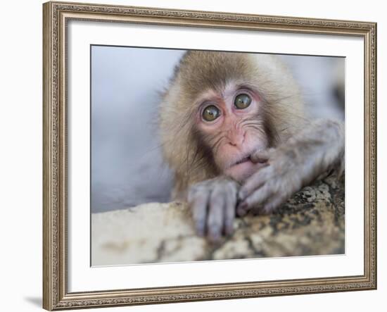 Japanese Snow Monkeys Bathing in Hot Spring Pools at Jigokudani Onsen, Nagano Prefecture, Japan-Chris Willson-Framed Photographic Print