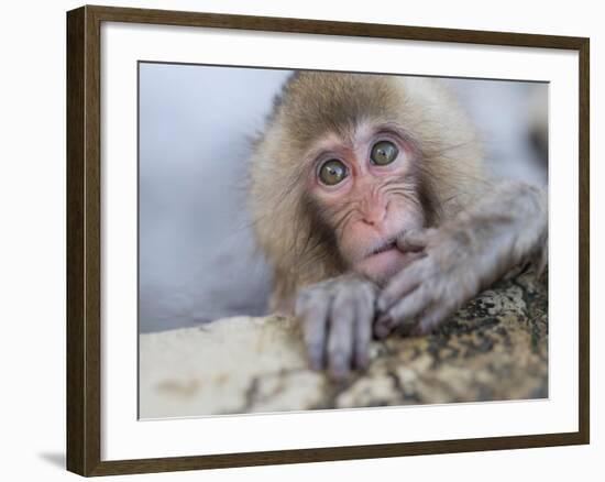 Japanese Snow Monkeys Bathing in Hot Spring Pools at Jigokudani Onsen, Nagano Prefecture, Japan-Chris Willson-Framed Photographic Print