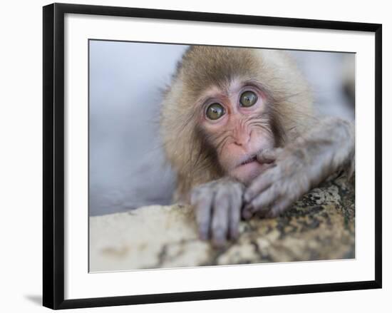 Japanese Snow Monkeys Bathing in Hot Spring Pools at Jigokudani Onsen, Nagano Prefecture, Japan-Chris Willson-Framed Photographic Print