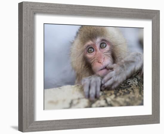 Japanese Snow Monkeys Bathing in Hot Spring Pools at Jigokudani Onsen, Nagano Prefecture, Japan-Chris Willson-Framed Photographic Print