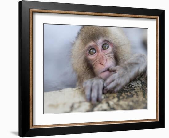 Japanese Snow Monkeys Bathing in Hot Spring Pools at Jigokudani Onsen, Nagano Prefecture, Japan-Chris Willson-Framed Photographic Print