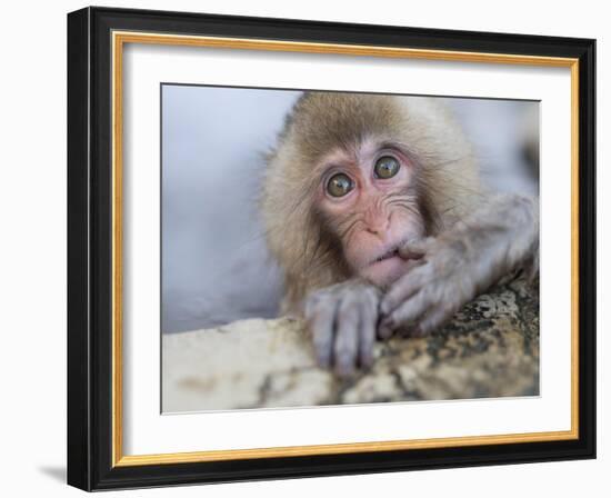 Japanese Snow Monkeys Bathing in Hot Spring Pools at Jigokudani Onsen, Nagano Prefecture, Japan-Chris Willson-Framed Photographic Print