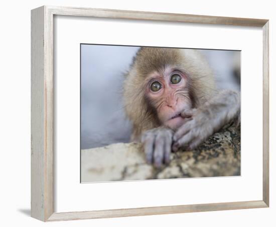 Japanese Snow Monkeys Bathing in Hot Spring Pools at Jigokudani Onsen, Nagano Prefecture, Japan-Chris Willson-Framed Photographic Print