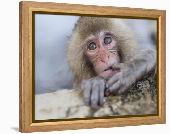 Japanese Snow Monkeys Bathing in Hot Spring Pools at Jigokudani Onsen, Nagano Prefecture, Japan-Chris Willson-Framed Premier Image Canvas