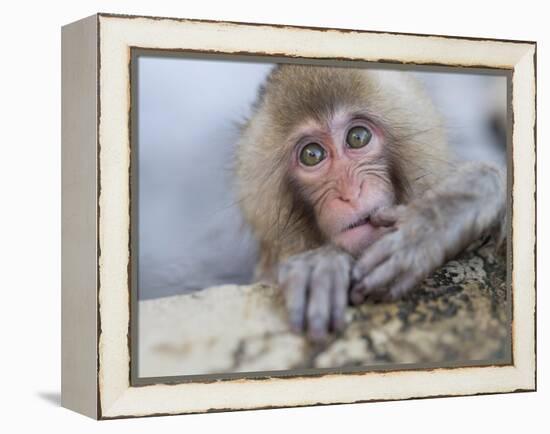 Japanese Snow Monkeys Bathing in Hot Spring Pools at Jigokudani Onsen, Nagano Prefecture, Japan-Chris Willson-Framed Premier Image Canvas