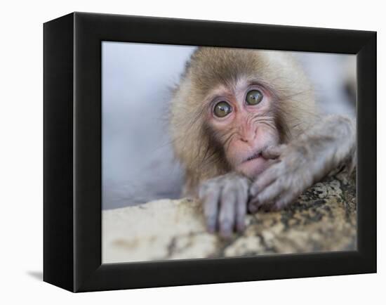 Japanese Snow Monkeys Bathing in Hot Spring Pools at Jigokudani Onsen, Nagano Prefecture, Japan-Chris Willson-Framed Premier Image Canvas