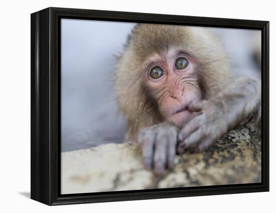 Japanese Snow Monkeys Bathing in Hot Spring Pools at Jigokudani Onsen, Nagano Prefecture, Japan-Chris Willson-Framed Premier Image Canvas