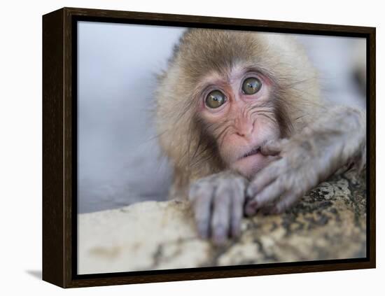 Japanese Snow Monkeys Bathing in Hot Spring Pools at Jigokudani Onsen, Nagano Prefecture, Japan-Chris Willson-Framed Premier Image Canvas