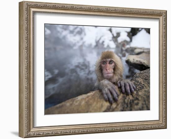 Japanese Snow Monkeys Bathing in Hot Spring Pools at Jigokudani Onsen, Nagano Prefecture, Japan-Chris Willson-Framed Photographic Print