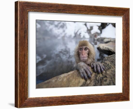 Japanese Snow Monkeys Bathing in Hot Spring Pools at Jigokudani Onsen, Nagano Prefecture, Japan-Chris Willson-Framed Photographic Print