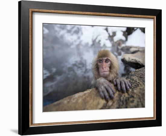 Japanese Snow Monkeys Bathing in Hot Spring Pools at Jigokudani Onsen, Nagano Prefecture, Japan-Chris Willson-Framed Photographic Print