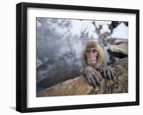 Japanese Snow Monkeys Bathing in Hot Spring Pools at Jigokudani Onsen, Nagano Prefecture, Japan-Chris Willson-Framed Photographic Print