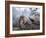 Japanese Snow Monkeys Bathing in Hot Spring Pools at Jigokudani Onsen, Nagano Prefecture, Japan-Chris Willson-Framed Photographic Print