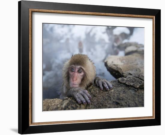 Japanese Snow Monkeys Bathing in Hot Spring Pools at Jigokudani Onsen, Nagano Prefecture, Japan-Chris Willson-Framed Photographic Print