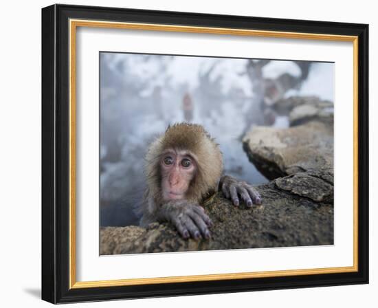 Japanese Snow Monkeys Bathing in Hot Spring Pools at Jigokudani Onsen, Nagano Prefecture, Japan-Chris Willson-Framed Photographic Print