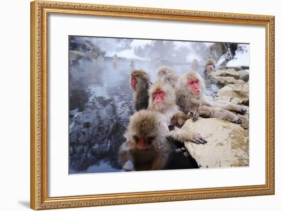 Japanese Snow Monkeys-SeanPavonePhoto-Framed Photographic Print
