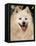 Japanese Spitz Panting-Adriano Bacchella-Framed Premier Image Canvas