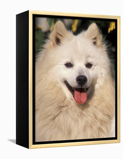 Japanese Spitz Panting-Adriano Bacchella-Framed Premier Image Canvas