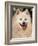 Japanese Spitz Panting-Adriano Bacchella-Framed Photographic Print