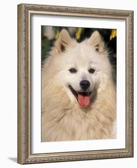 Japanese Spitz Panting-Adriano Bacchella-Framed Photographic Print