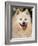 Japanese Spitz Panting-Adriano Bacchella-Framed Photographic Print